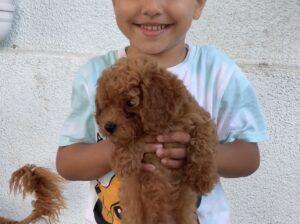 2 aylık dişi orjinal toy poodle