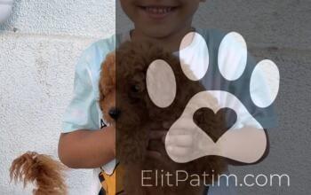 2 aylık dişi orjinal toy poodle