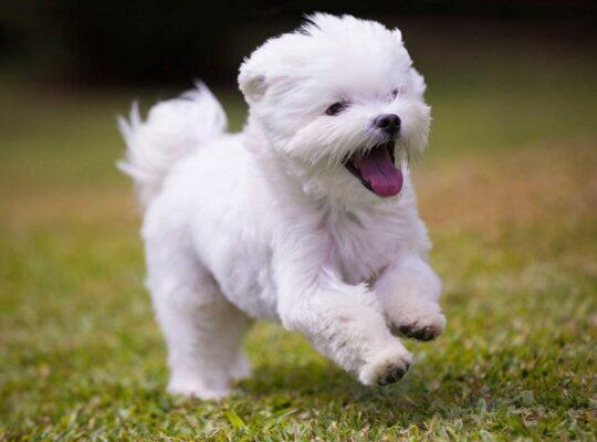 Maltese Terrier ve Bakımı