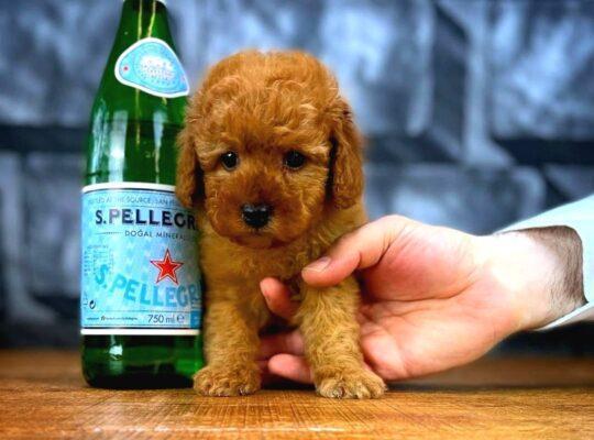 Toy Poodle Özellikleri ve Bakımı