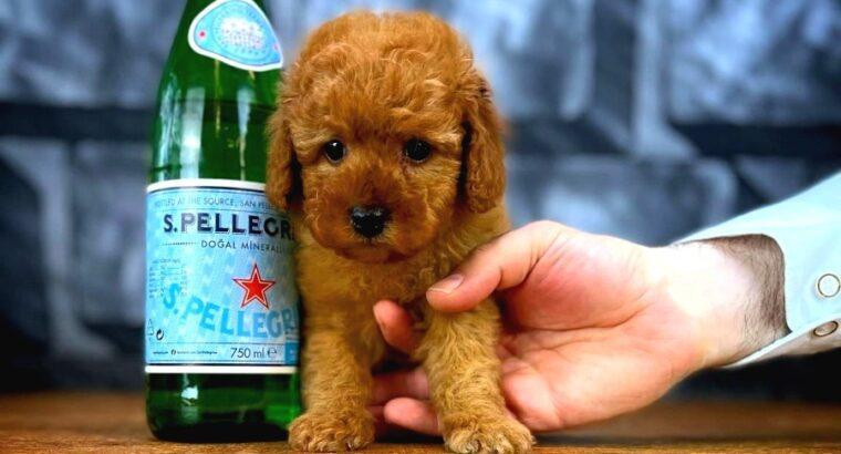 Toy Poodle Özellikleri ve Bakımı