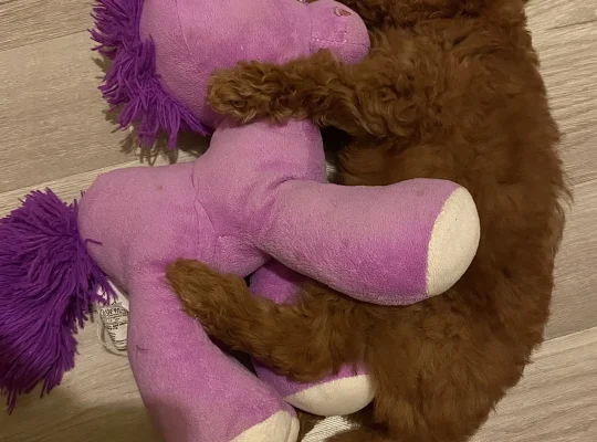 Bakırköy Toy Poodle Köpek Yetiştirme, Bakımı, Sahiplendirme