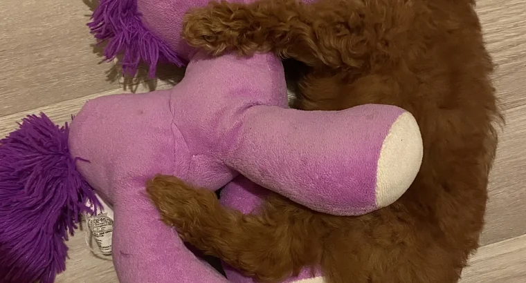 Kağıthane Toy Poodle Köpek Yetiştirme, Bakımı, Sahiplendirme