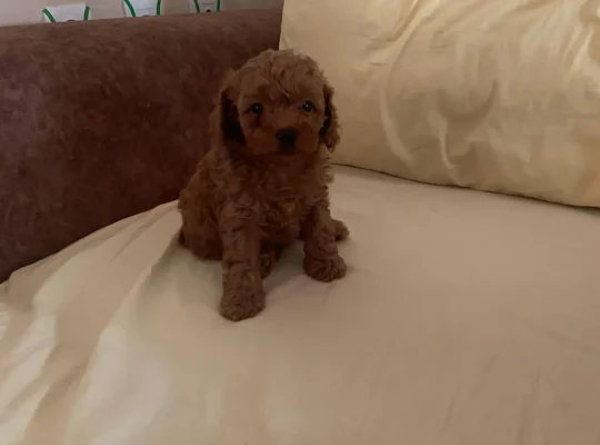 Eyüpsultan Toy Poodle Köpek Yetiştirme, Bakımı, Sahiplendirme