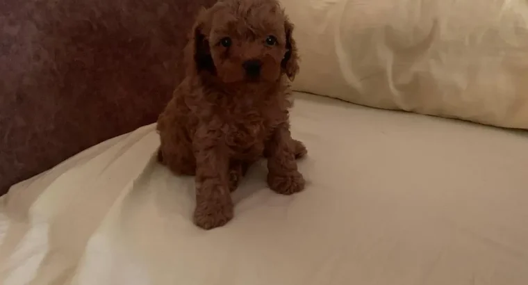 Şile Toy Poodle Köpek Yetiştirme, Bakımı, Sahiplendirme