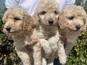 Toy poodle çok kıvırcık