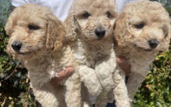 Toy poodle çok kıvırcık
