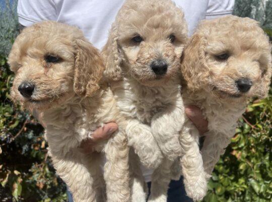 Çekmeköy Toy Poodle Köpek Yetiştirme, Bakımı, Sahiplendirme