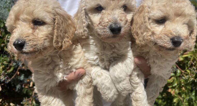 Çekmeköy Toy Poodle Köpek Yetiştirme, Bakımı, Sahiplendirme