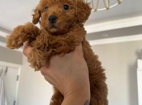 Güngören Toy Poodle Köpek Yetiştirme, Bakımı, Sahiplendirme