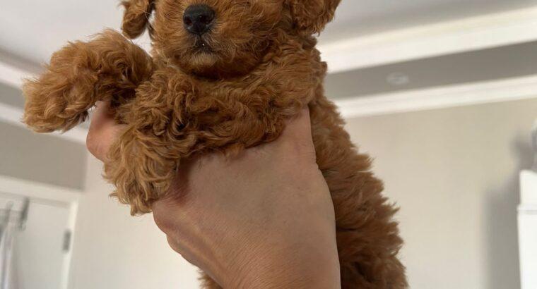 Güngören Toy Poodle Köpek Yetiştirme, Bakımı, Sahiplendirme