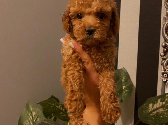 Bayrampaşa Toy Poodle Köpek Yetiştirme, Bakımı, Sahiplendirme
