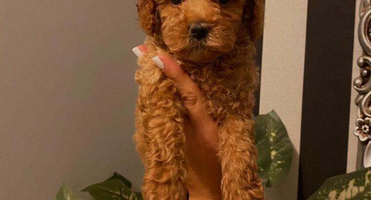 Bayrampaşa Toy Poodle Köpek Yetiştirme, Bakımı, Sahiplendirme