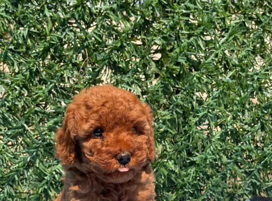 Arnavutköy Toy Poodle Köpek Yetiştirme, Bakımı, Sahiplendirme