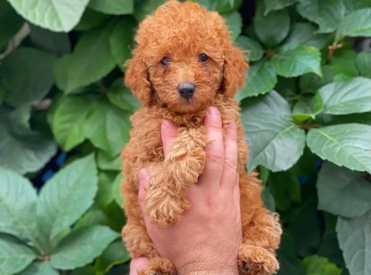 Çağlayan Toy Poodle Köpek Yetiştirme, Bakımı, Sahiplendirme