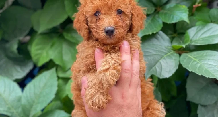 Çağlayan Toy Poodle Köpek Yetiştirme, Bakımı, Sahiplendirme