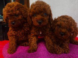 Kore kon Redbrown
