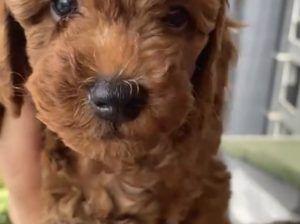 Redbrown erkek Toy Poodle
