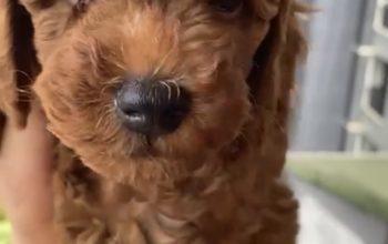 Redbrown erkek Toy Poodle