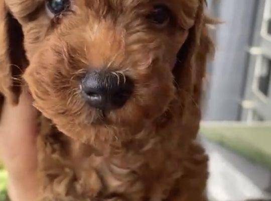 Zeytinburnu Toy Poodle Köpek Yetiştirme, Bakımı, Sahiplendirme