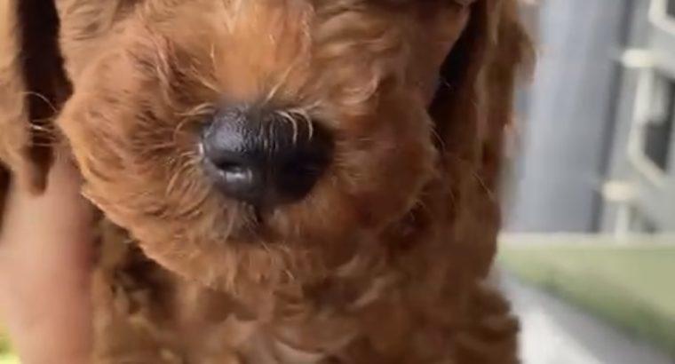 Zeytinburnu Toy Poodle Köpek Yetiştirme, Bakımı, Sahiplendirme
