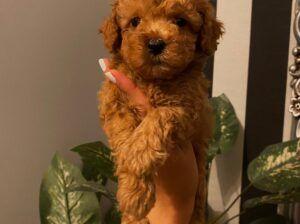 2 aylık dişi toy poodle