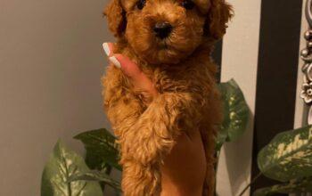 2 aylık dişi toy poodle