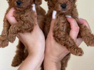 Toy poodle Redbrown çok koyu ve kovırcık