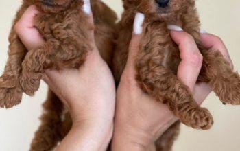 Toy poodle Redbrown çok koyu ve kovırcık