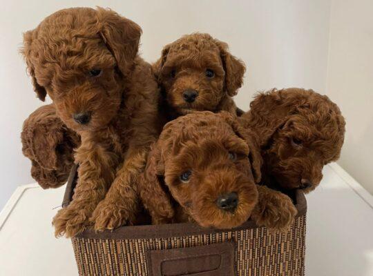 İstanbul Toy Poodle Köpek Yetiştirme, Bakımı, Sahiplendirme
