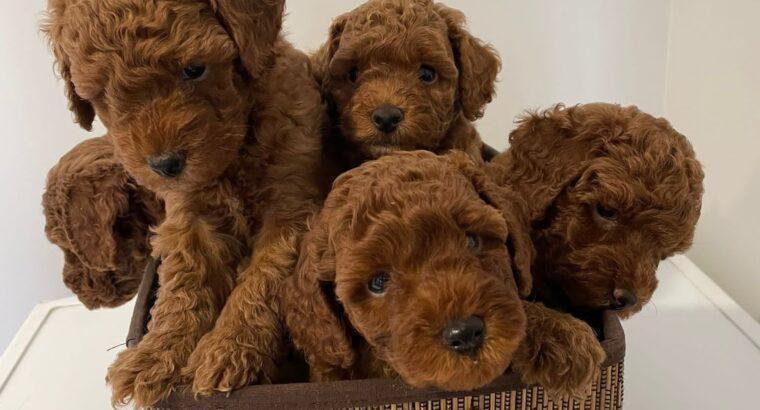 İstanbul Toy Poodle Köpek Yetiştirme, Bakımı, Sahiplendirme
