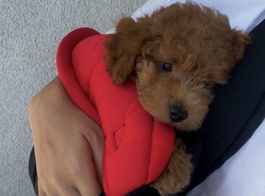 Davutpaşa Toy Poodle Köpek Yetiştirme, Bakımı, Sahiplendirme