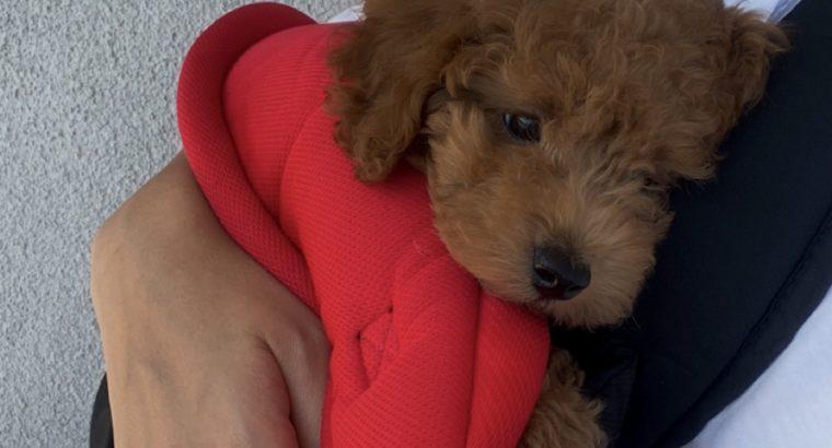 Davutpaşa Toy Poodle Köpek Yetiştirme, Bakımı, Sahiplendirme