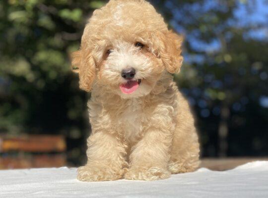 Çatalca Toy Poodle Köpek Yetiştirme, Bakımı, Sahiplendirme