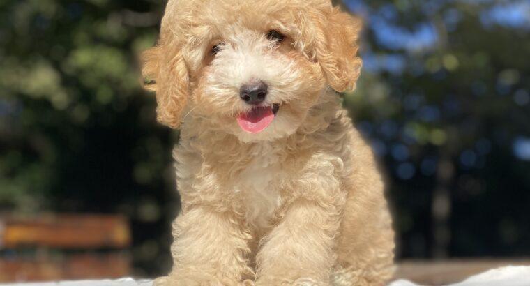 Çatalca Toy Poodle Köpek Yetiştirme, Bakımı, Sahiplendirme