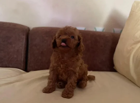 Beykoz Toy Poodle Köpek Yetiştirme, Bakımı, Sahiplendirme