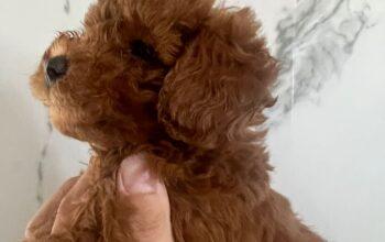 Redbrown toy poodle 600 gr
