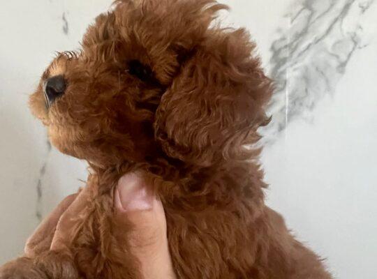 Büyükçekmece Toy Poodle Köpek Yetiştirme, Bakımı, Sahiplendirme
