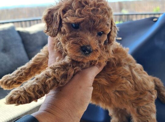 Silivri Toy Poodle Köpek Yetiştirme, Bakımı, Sahiplendirme