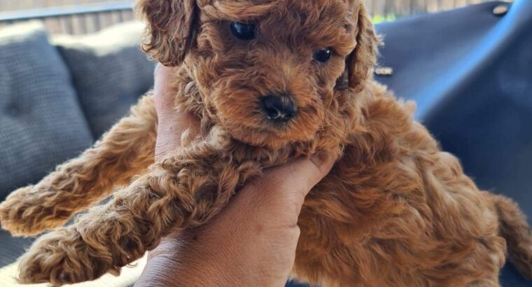 Silivri Toy Poodle Köpek Yetiştirme, Bakımı, Sahiplendirme