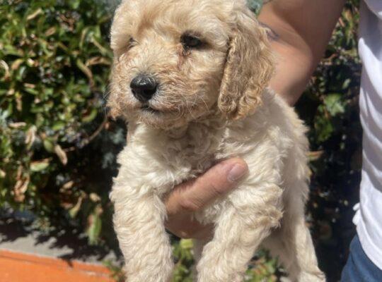Esenyurt Toy Poodle Köpek Yetiştirme, Bakımı, Sahiplendirme