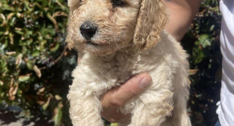 Esenyurt Toy Poodle Köpek Yetiştirme, Bakımı, Sahiplendirme