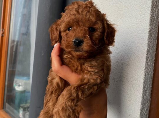 Esenler Toy Poodle Köpek Yetiştirme, Bakımı, Sahiplendirme