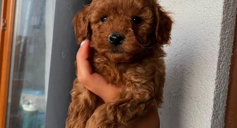 Esenler Toy Poodle Köpek Yetiştirme, Bakımı, Sahiplendirme