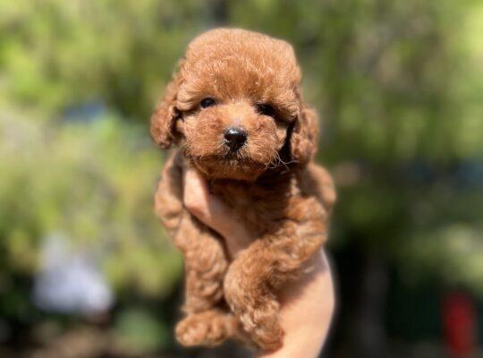 Bahçelievler Toy Poodle Köpek Yetiştirme, Bakımı, Sahiplendirme