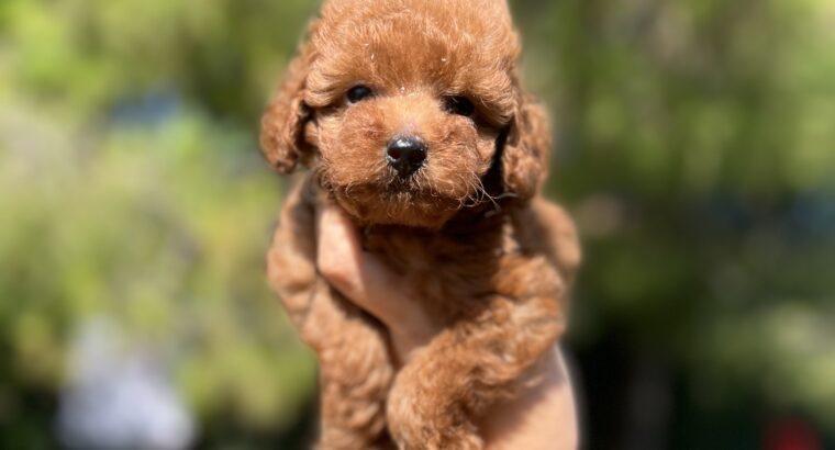 Bahçelievler Toy Poodle Köpek Yetiştirme, Bakımı, Sahiplendirme