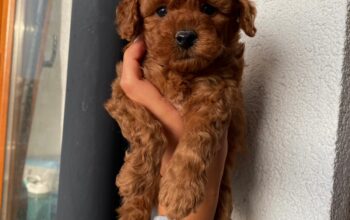 700 gr toy poodle ırk garantili