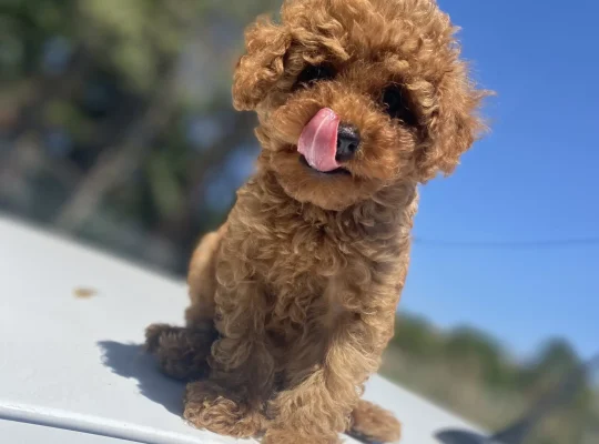 Fatih Toy Poodle Köpek Yetiştirme, Bakımı, Sahiplendirme