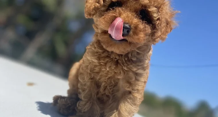 Adalar Toy Poodle Köpek Yetiştirme, Bakımı, Sahiplendirme