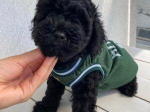 Siyah minyatür poodle